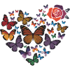 Heart of butterflies