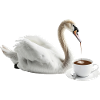 Schwan Kaffee