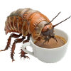 Assel Kaffee