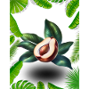 Sapodilla