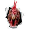 Chicken tears paper