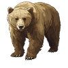Grizzlis Ours grizzly
