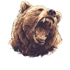 Grizzlis Ours grizzly
