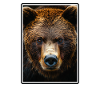 Grizzlis Ours grizzly