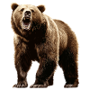Grizzlybären Grizzlybär