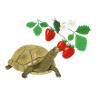 Schildkröte im Erdbeerfeld