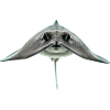 Stachelrochen