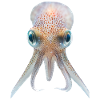Tintenfisch