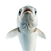 Tarpon