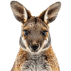 Wallaby