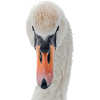 Schwan