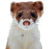 Wiesel