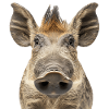 Warzenschwein