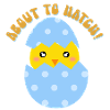 About to Hatch Boy