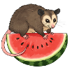 Opossum mit Wassermelone