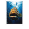 groupers grouper