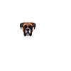 J’adore mon boxer