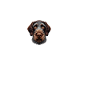 J’adore mon German Wirehaired