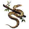 Königspython Schlangen Liebhaber Terrarium Python