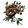 Königspython Schlangen Liebhaber Terrarium Python