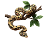 Königspython Schlangen Liebhaber Terrarium Python