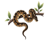 Roi Python Serpents Amoureux Terrarium Python