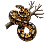 Roi Python Serpents Amoureux Terrarium Python