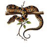 Königspython Schlangen Liebhaber Terrarium Python