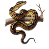 Königspython Schlangen Liebhaber Terrarium Python