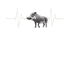 Warzenschwein