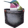 Kolibri