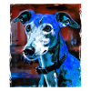 Greyhound Dog Portrait