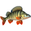 Perche, perche, pêche, poissons prédateurs