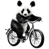 Panda à vélo