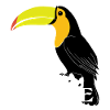 Toucan Belize