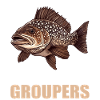 Zackenbarsche Zackenbarsch