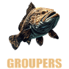 mérou mérou