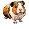 guinea pigs