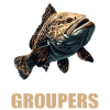 mérou mérou