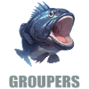 Zackenbarsche Zackenbarsch