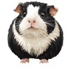 guinea pigs