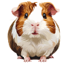 Meerschweinchen