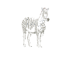 Zebra Animal Safari Wildlife