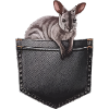 Wallaby