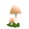 Champignons