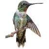 Kolibri