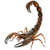 Skorpion