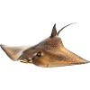 Stachelrochen
