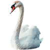 Schwan