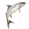 Tarpon